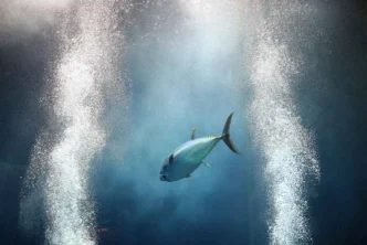 Doomsday Fish