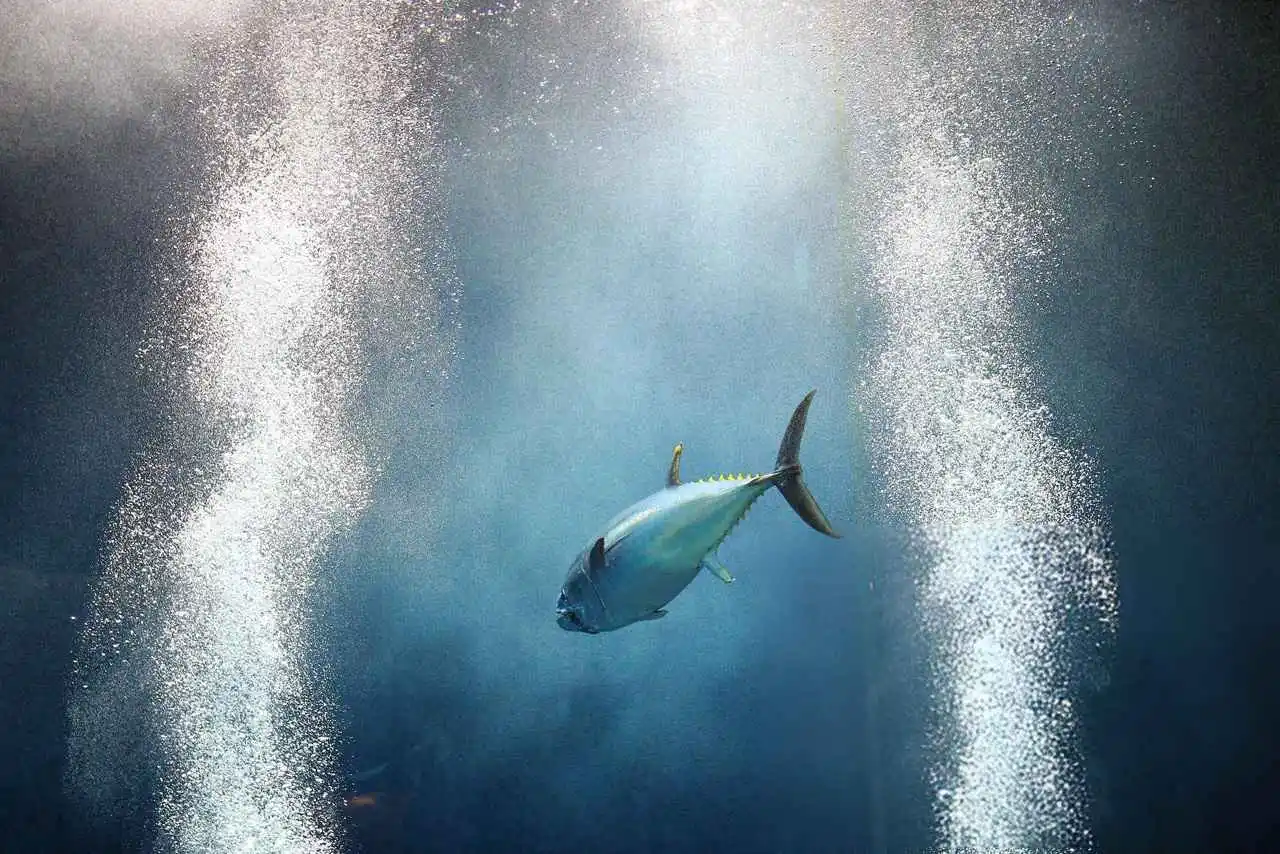 Doomsday Fish